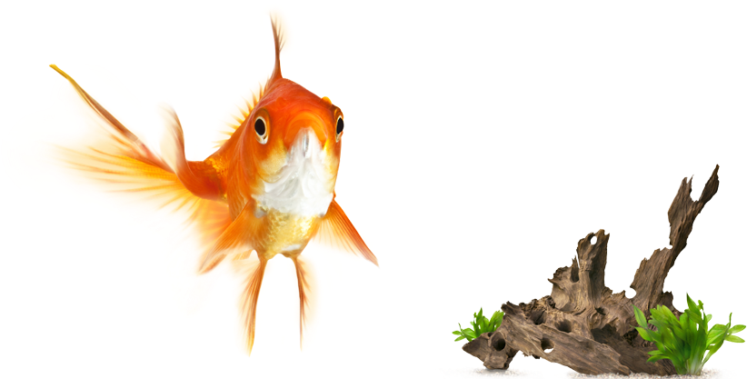 Global Pet Foods Hrm - Cat Fish (823x426), Png Download