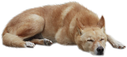 Png Format Images - Dog Png For Photoshop (640x426), Png Download