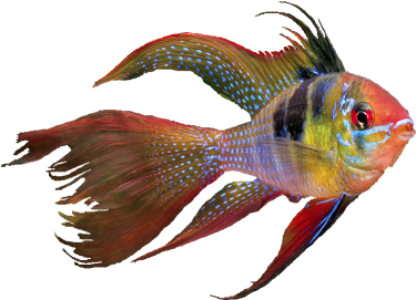 Velik Izbor Hrane I Opreme Za Vaše Kućne Ljubimce - Coral Reef Fish (400x300), Png Download