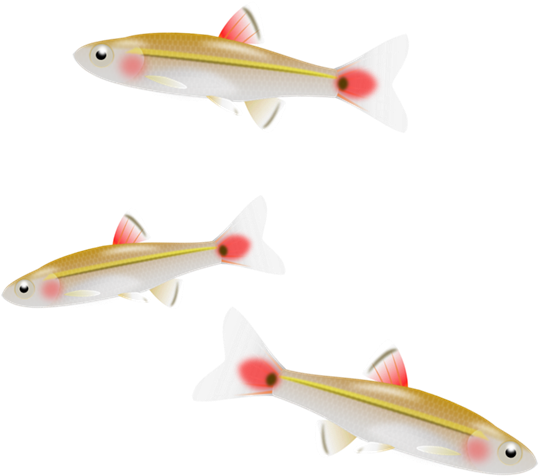 Fish Minnow Clip Art - Clip Art (573x538), Png Download