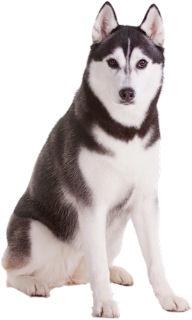 Husky Png (277x500), Png Download