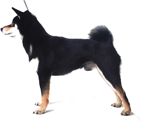 General Appearance - Imágenes De Perros Doberman Pinscher (564x400), Png Download