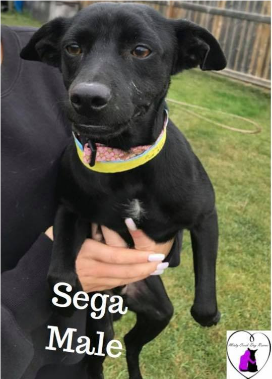 Sega - Formosan Mountain Dog (800x750), Png Download