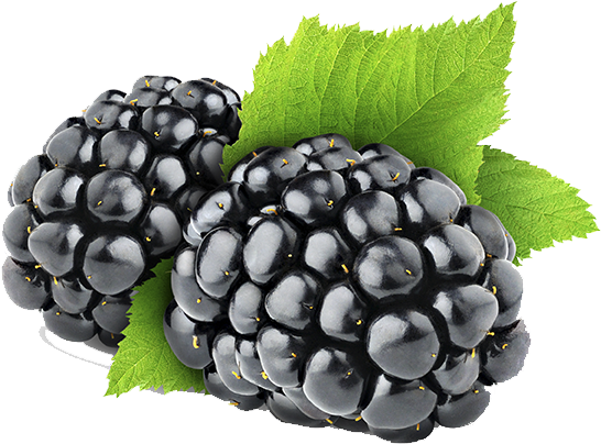 Blackberry Png - Blackberries Png (789x527), Png Download