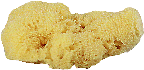 Home - Facial (510x600), Png Download