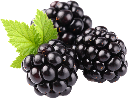 Blackberry Fruit Png Clipart - Blackberry Fruit (600x600), Png Download
