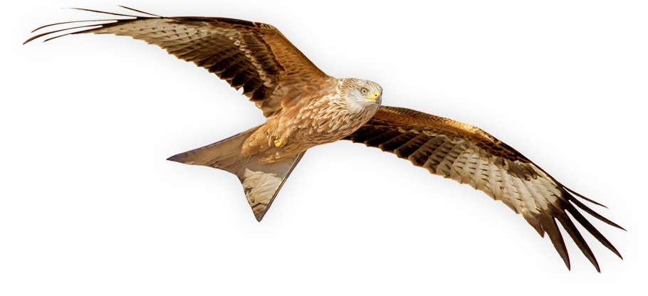 The Ii International Symposium Of Red Kite - Red Kite Bird Png (910x416), Png Download