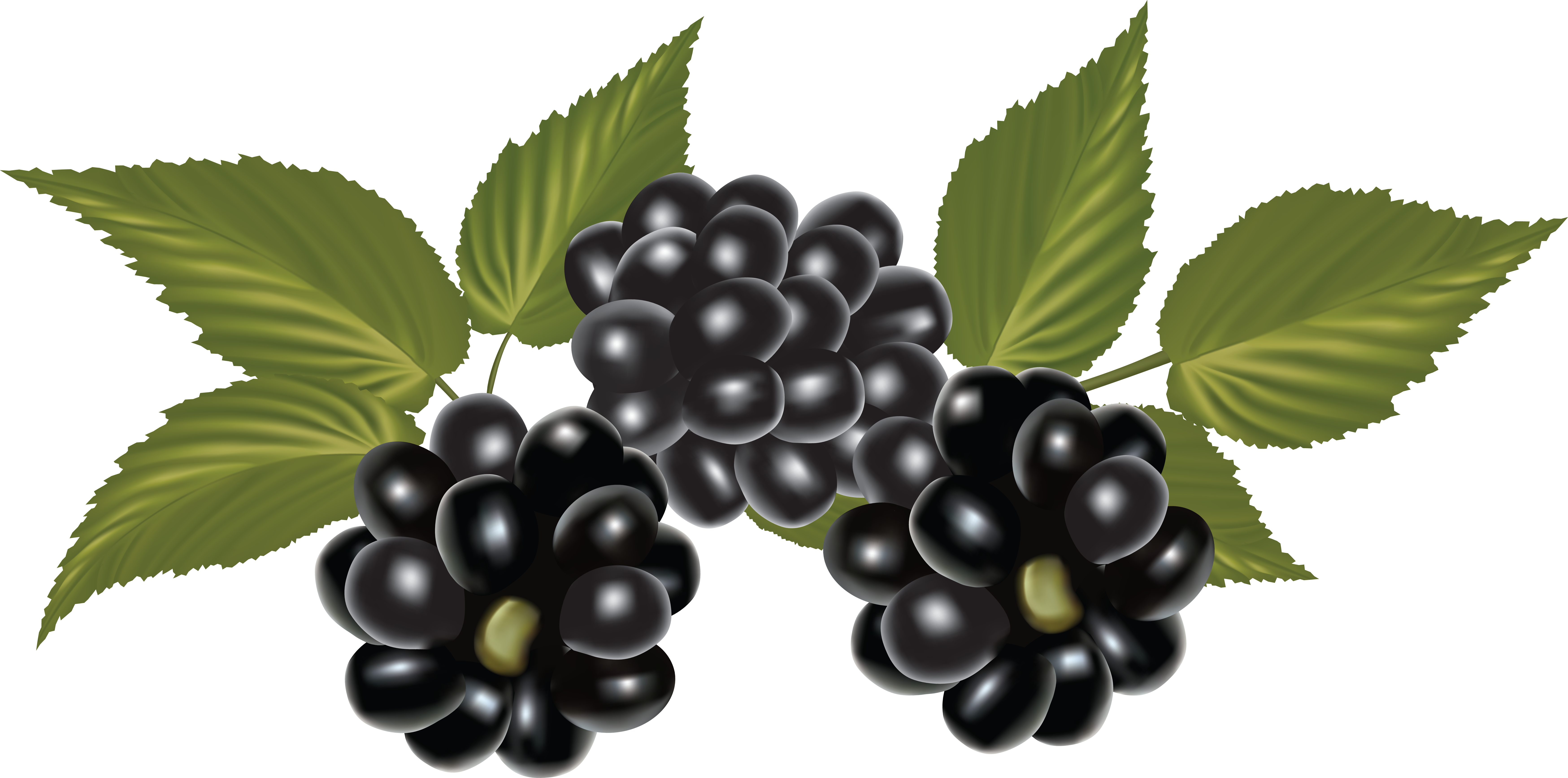 Blackberry Png (6994x3470), Png Download