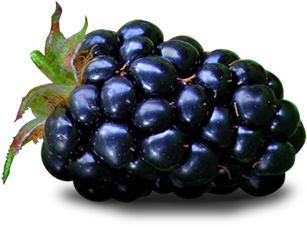 Blackberry Fruit Png File - Topco Hot Stuff Blackberry Warming Massage Oil - 6oz (400x400), Png Download