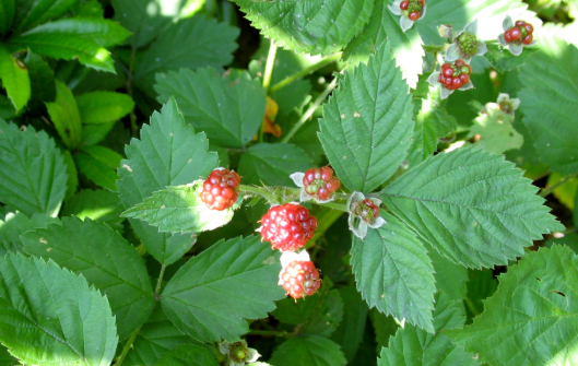Blackberry Leaves - Frutti Di Bosco (529x335), Png Download