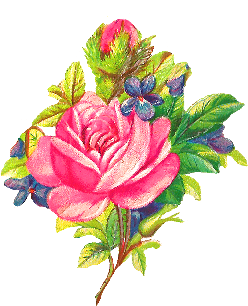 Rose Flower Clipart At Getdrawings - Rose Download (1000x1136), Png Download
