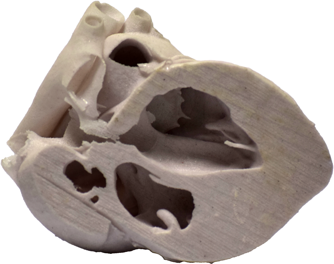 3d Printed Heart Cross Section - Igneous Rock (1080x854), Png Download