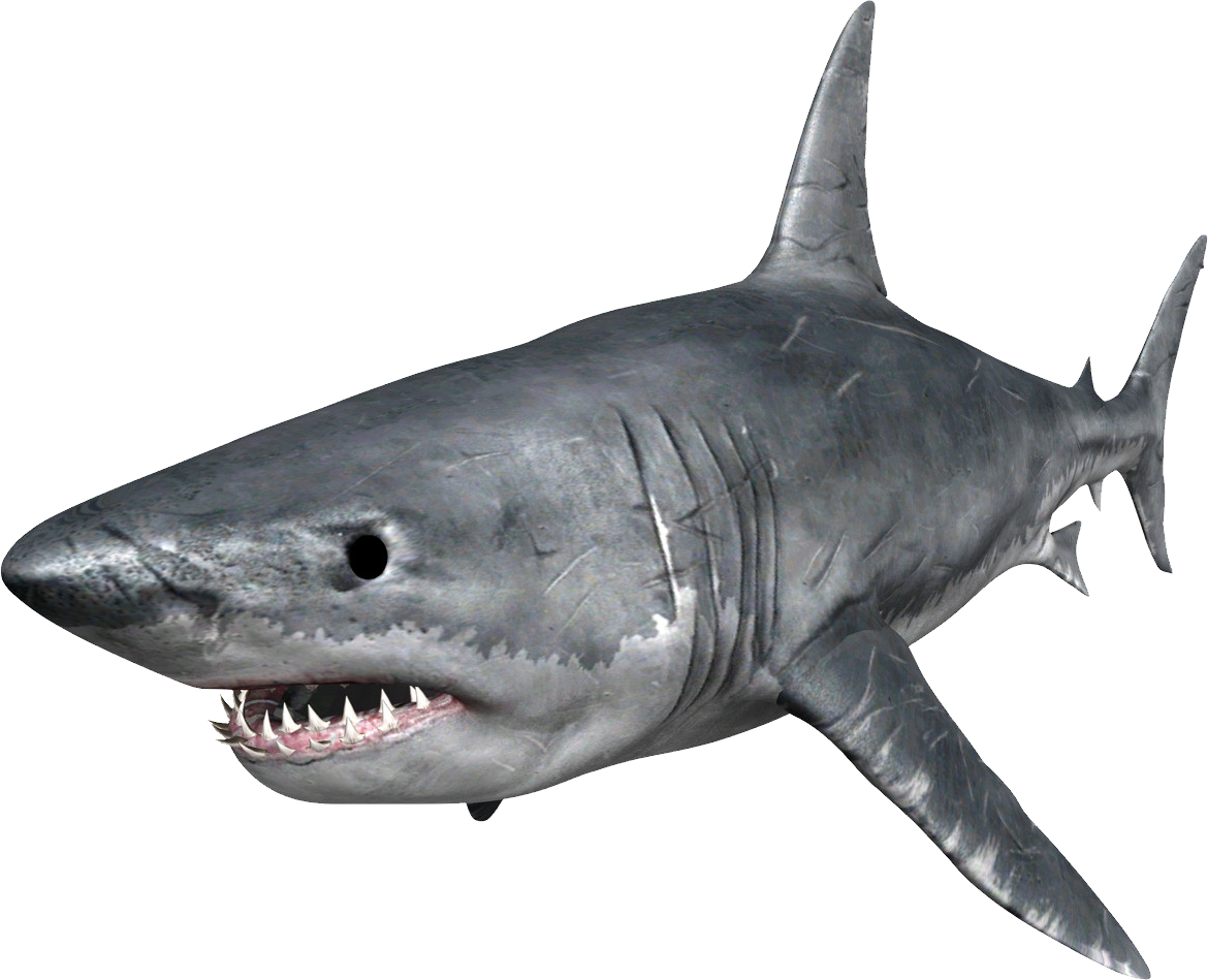 Shark Png - Great White Shark Png (1170x949), Png Download