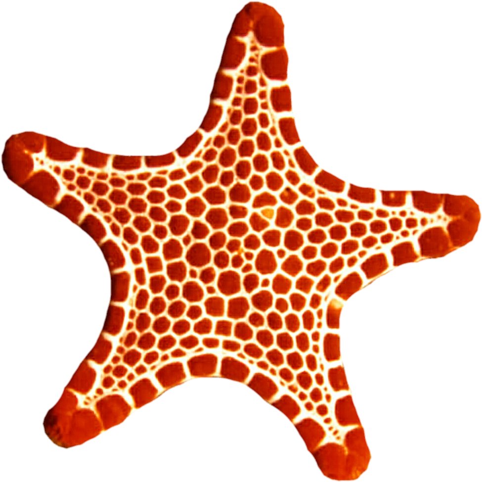 Sea Star Png Photo - Sea Star Png (1024x1023), Png Download