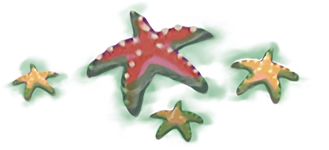 Seastar Path - Starfish (833x417), Png Download