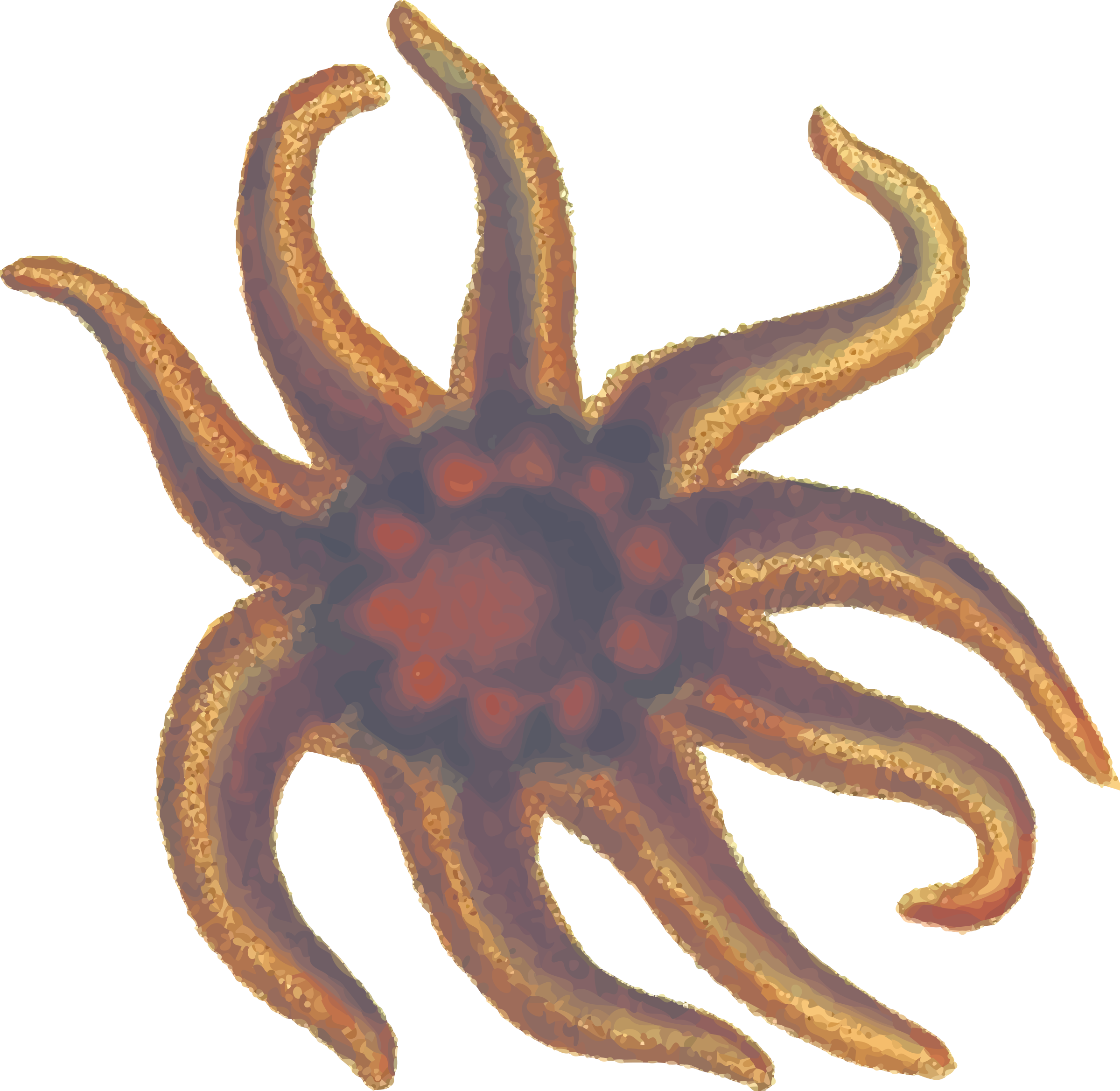 This Free Icons Png Design Of Seastar 2 (2400x2338), Png Download