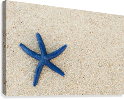Fiji, Viti Levu Island, Blue Sea Star On Beach At Shangri-la - Great Big Canvas Greg Vaughn Poster Print Entitled (428x342), Png Download