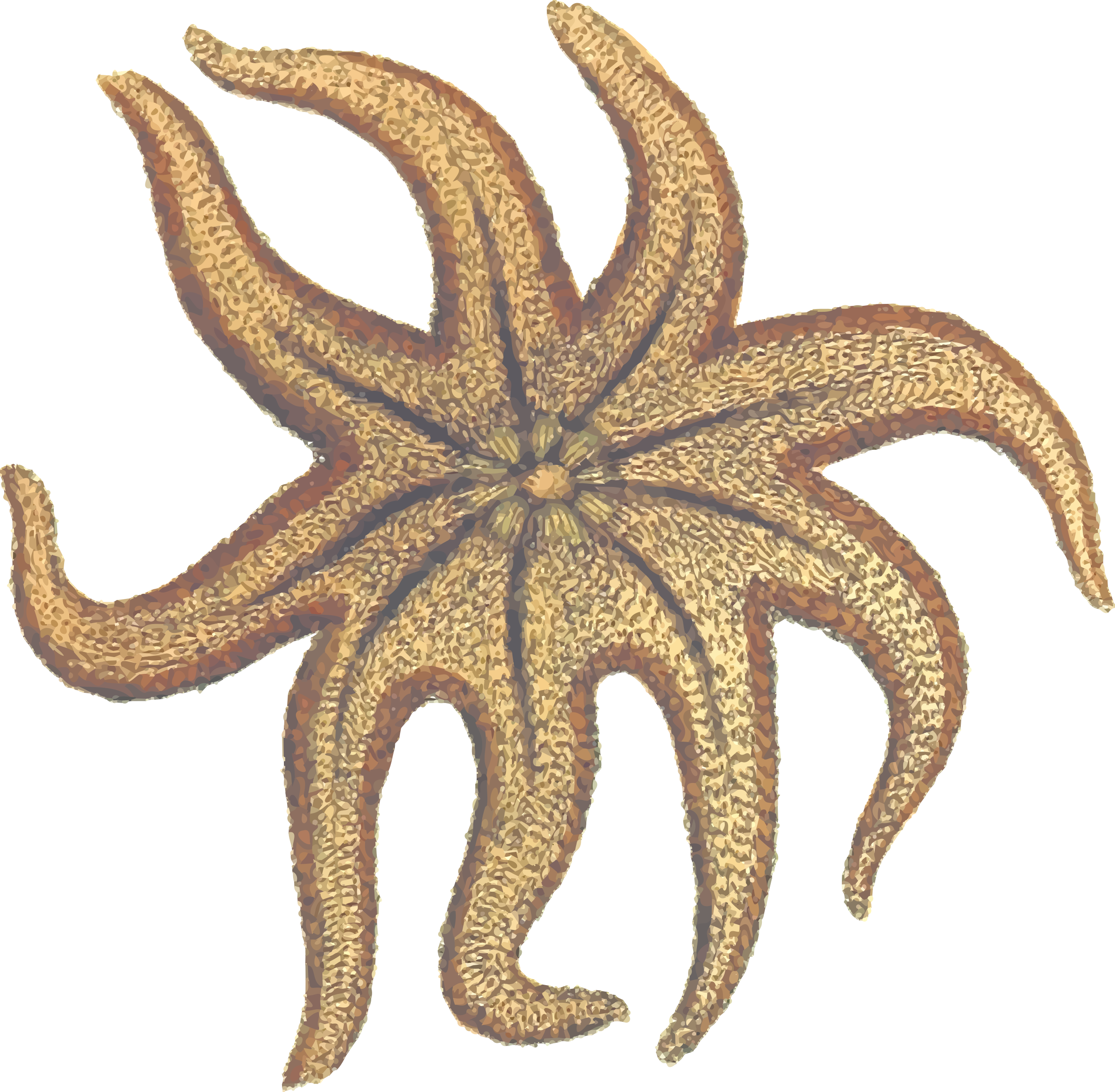 This Free Icons Png Design Of Seastar (2400x2350), Png Download