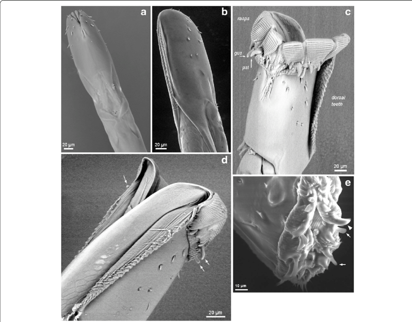Download - Common Fig (850x663), Png Download