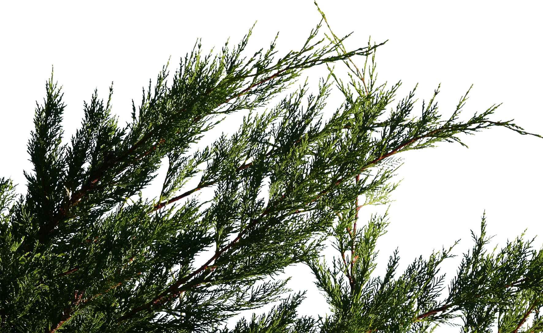 Fir (1772x1089), Png Download