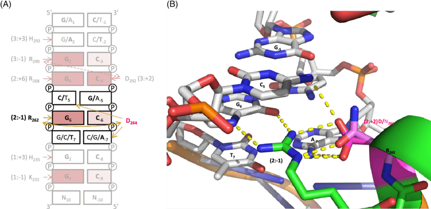 The Interactions Of Klf7 With Target Dna Sequence - Dna (850x413), Png Download