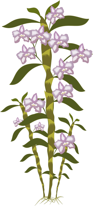Free To Use Public Domain Plants Clip Art - Portable Network Graphics (800x800), Png Download
