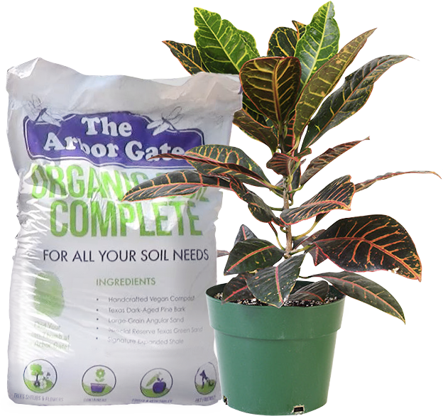 Or Call 281 351-8851 Reserve For Pick Up - Feng Shui Plants For Front Door (624x586), Png Download