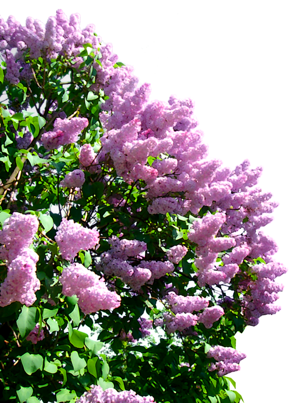 Куст Сирени Клипарт (599x800), Png Download