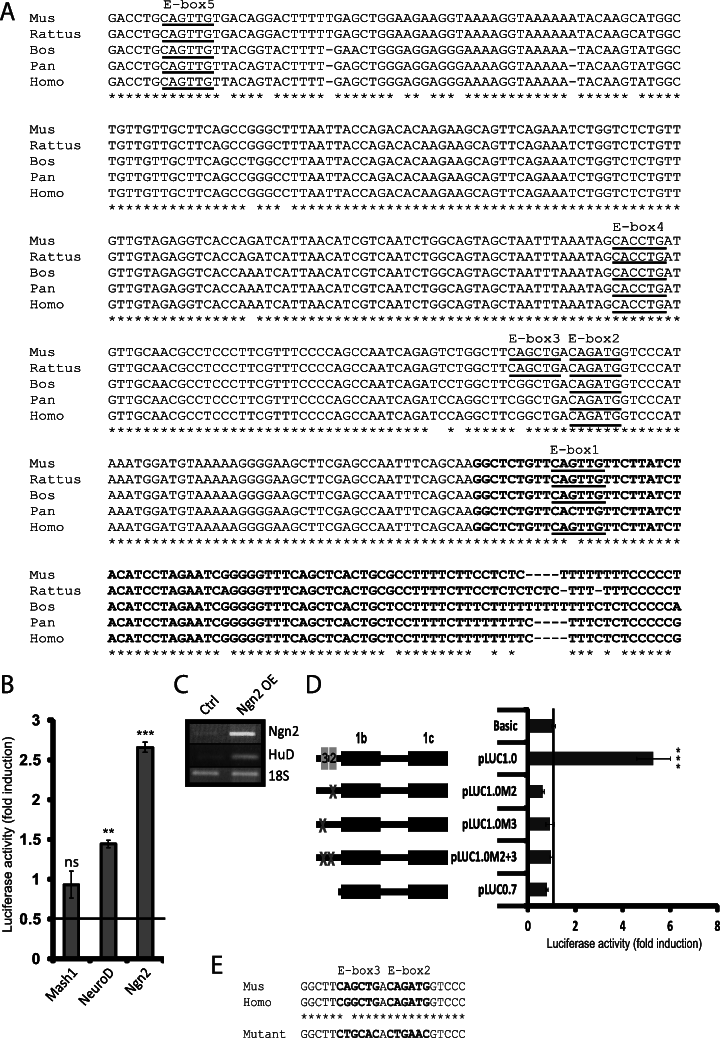 Ngn2 Promotes Reporter Activity Via Two E-boxes In - Document (720x1038), Png Download