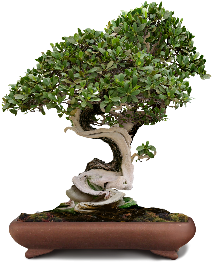 Bonsai Bonsai Tree Green Tree Png Image - Bonsai Plant Png (867x1280), Png Download