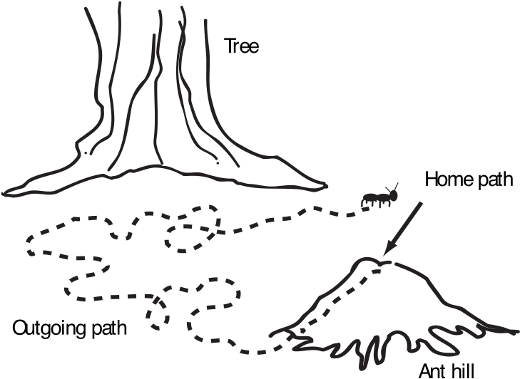 Clip Arts Related To - Camino De Hormigas Dibujo (800x589), Png Download