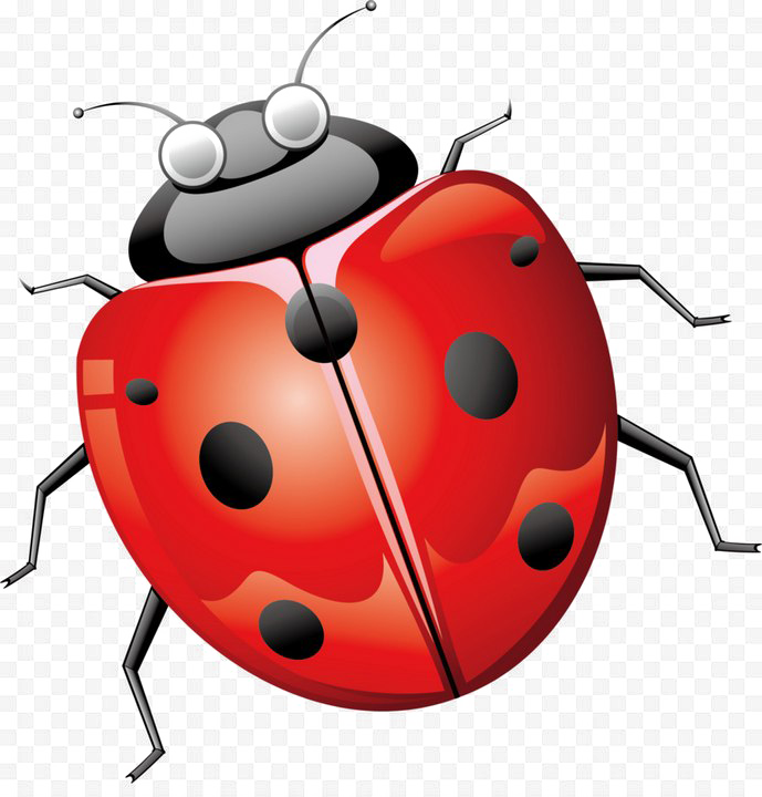Ladybug Transparent Image - Ladybird Beetle (689x720), Png Download