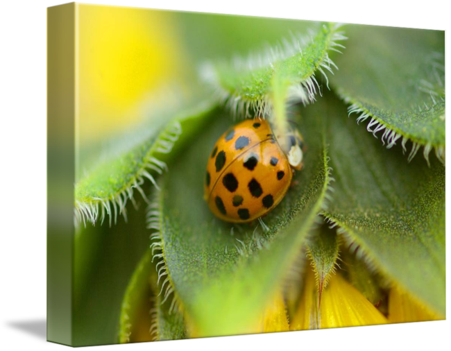 By Marina Castillo - Gallery-wrapped Canvas Art Print 16 X 11 Entitled Ladybug (650x506), Png Download