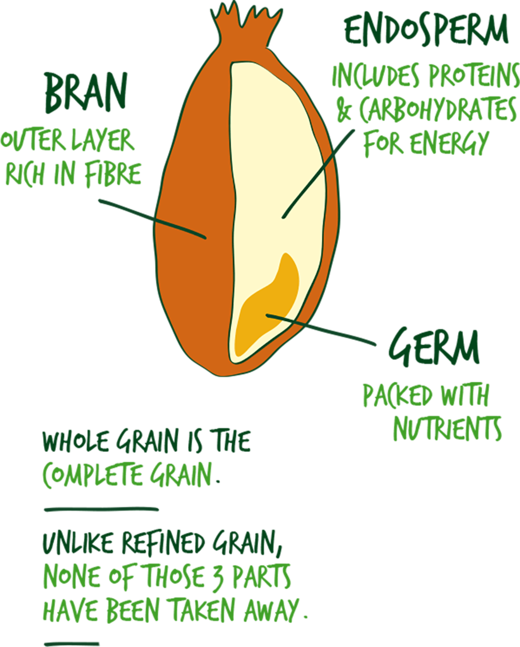 Illustration Of A Whole Grain - Parts Of Cereal Grain (1024x1274), Png Download