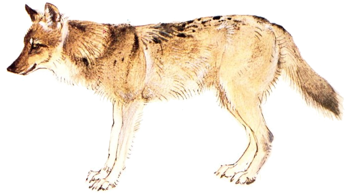 45 Million Years Ago Up To Around 2 Million Years Ago - Wolf (732x421), Png Download