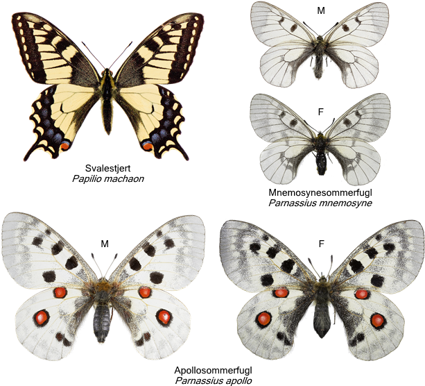 Svalestjerter - Papilionidae - Oregon Swallowtail Butterfly Tile Coaster (780x595), Png Download