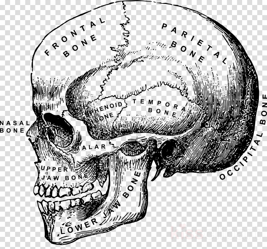 Anatomical - Vintage Halloween Clip Art Black And White (900x840), Png Download