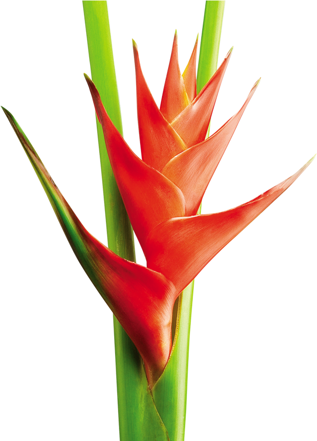 Heliconia Png - Heliconea Png (870x864), Png Download