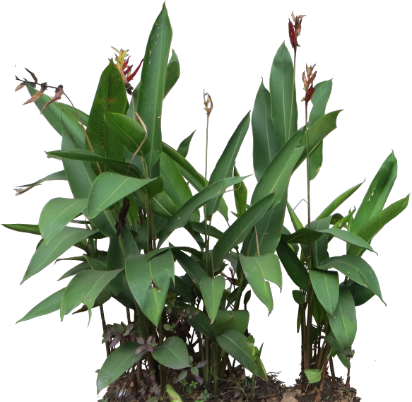 Heliconia Psittacorum - Heliconia Psittacorum Png (600x600), Png Download