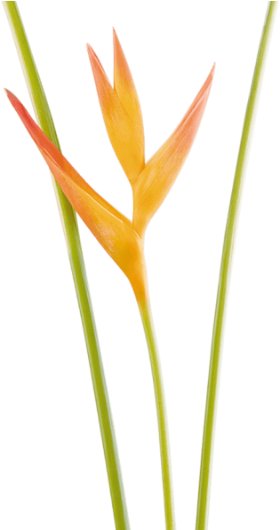 Mini Heliconia Opal - Lobster-claws (600x596), Png Download