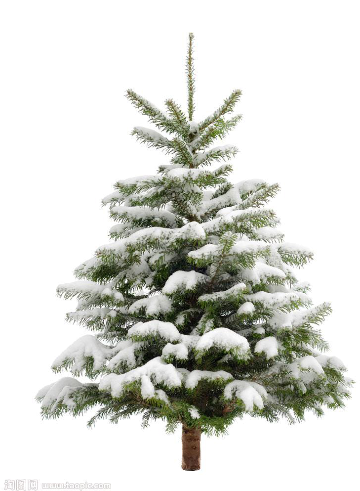 Pine Tree Snow Christmas Fir Trees Transprent Clip - Pine Tree Png (779x1000), Png Download