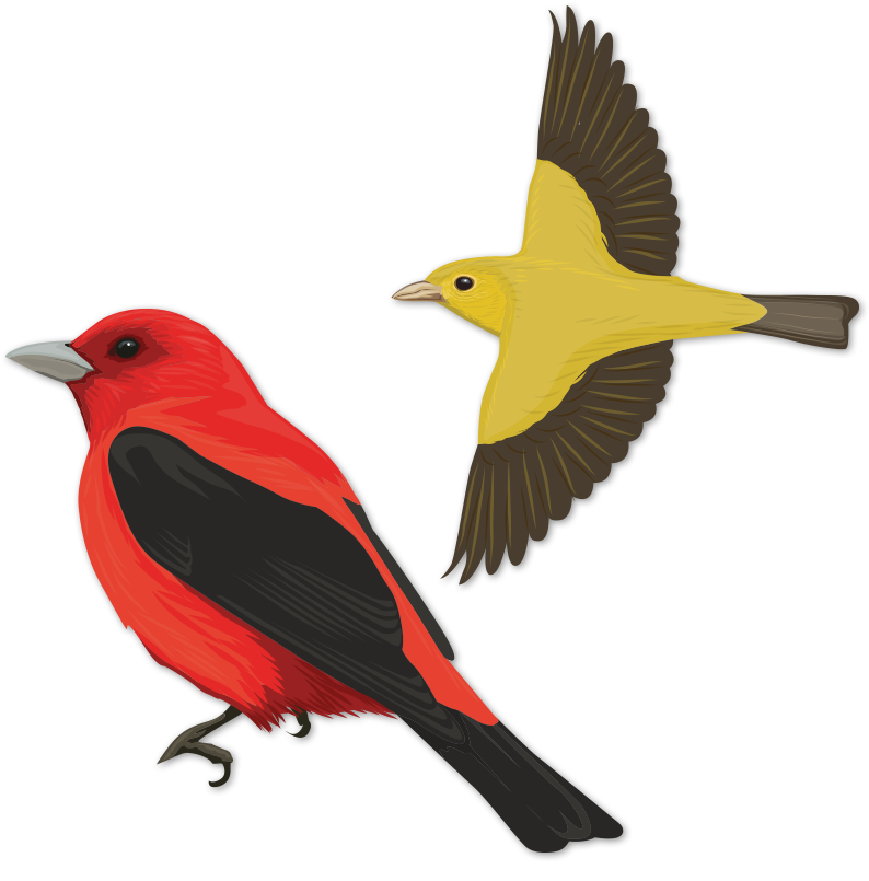 Scarlet Tanager (848x848), Png Download