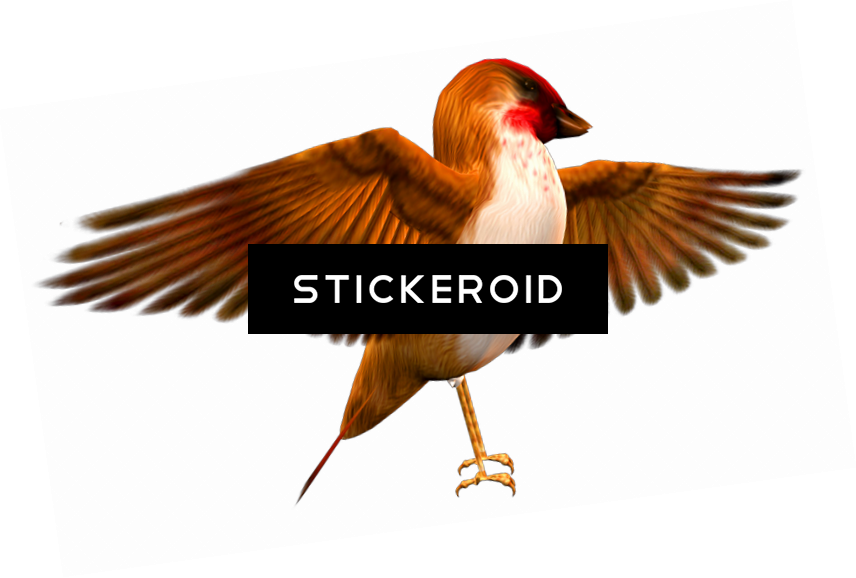 Finch Hd Birds - Duck (856x578), Png Download