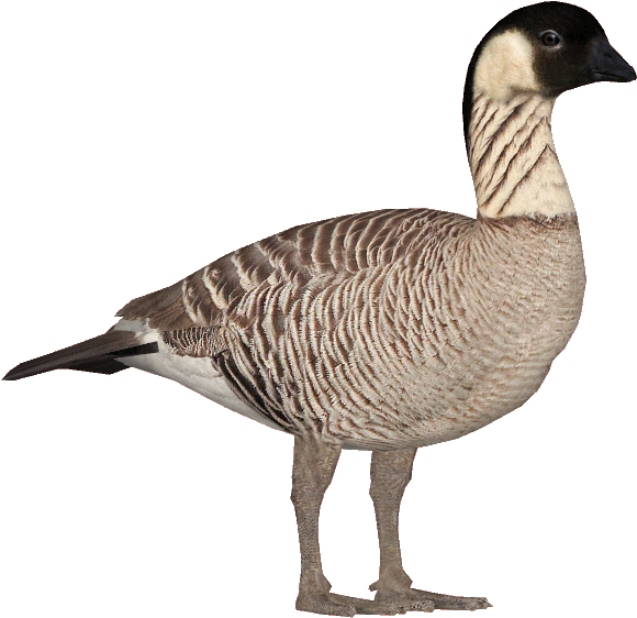 Nenegooseghost - Nene Goose (599x599), Png Download