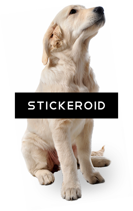 Dog Dogs - Pany Pamy Professional Slicker Brush Self-cleaning (464x732), Png Download