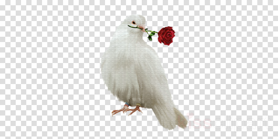 Dove Png Clipart Pigeons And Doves Racing Homer Homing - Clip Art (900x450), Png Download