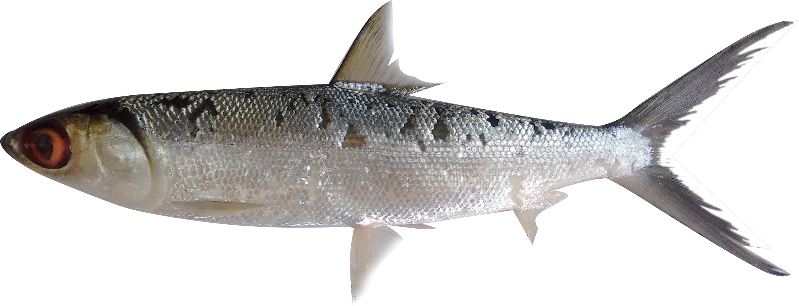 Fish Png (2752x1053), Png Download
