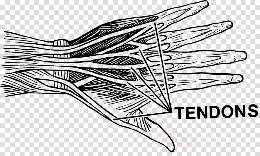 Tendons Png Clipart Tendon Sheath Synovial Bursa - Tendons Transparent (900x540), Png Download