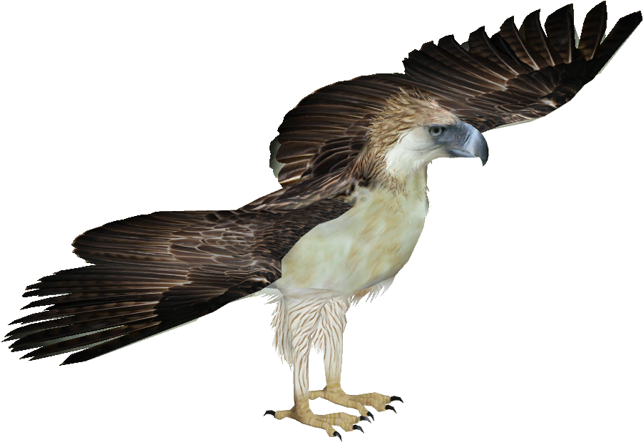 Philippine Eagle - Harpy Eagle Png (901x901), Png Download