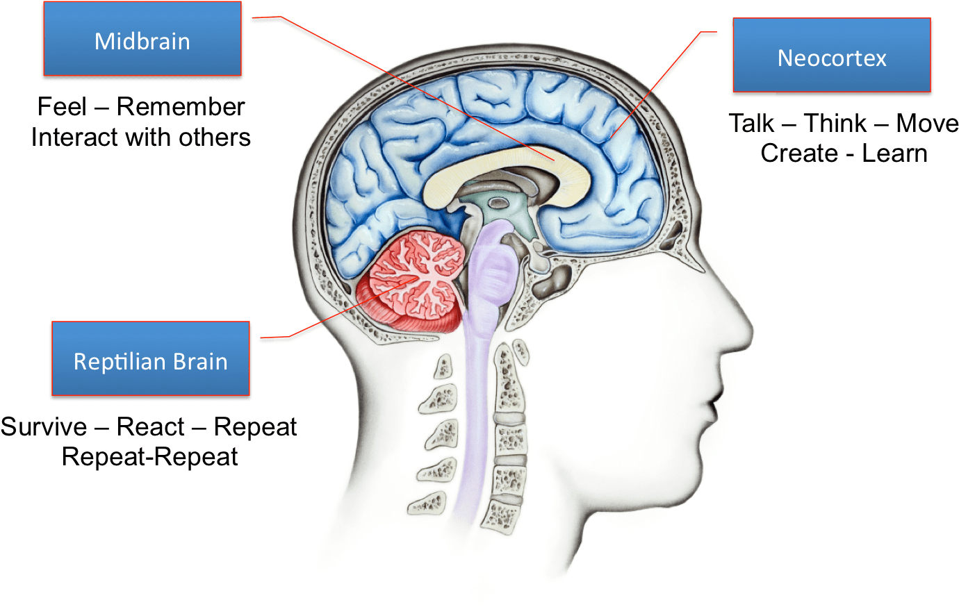 As You Can See, The Reptilian Brain Is Involved Mainly - Reptilian Brain (1416x877), Png Download